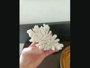 Lot de 2 Coraux blanc et une corbeille cerclé de laiton.
