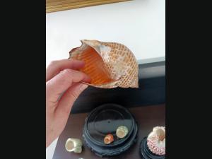 Lot de 8 coquillages pour aquarium ou collection.De 15,5 à 3 cm.