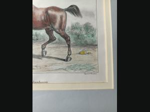 Lithographie couleur , 19e , impréssion de P.Bineteau.