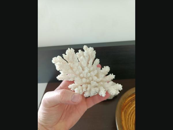 Lot de 2 Coraux blanc et une corbeille cerclé de laiton.