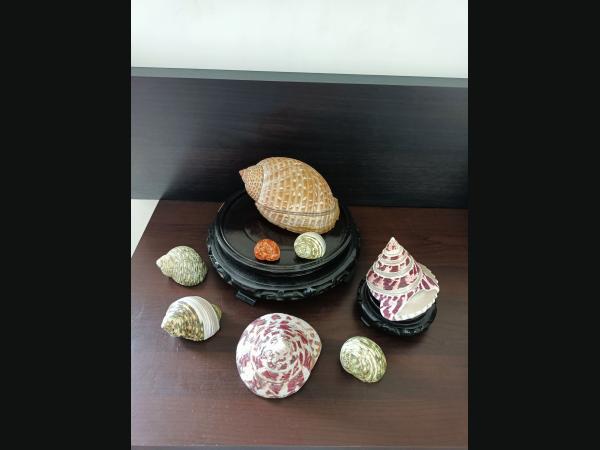 Lot de 8 coquillages pour aquarium ou collection.De 15,5 à 3 cm.