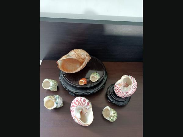 Lot de 8 coquillages pour aquarium ou collection.De 15,5 à 3 cm.