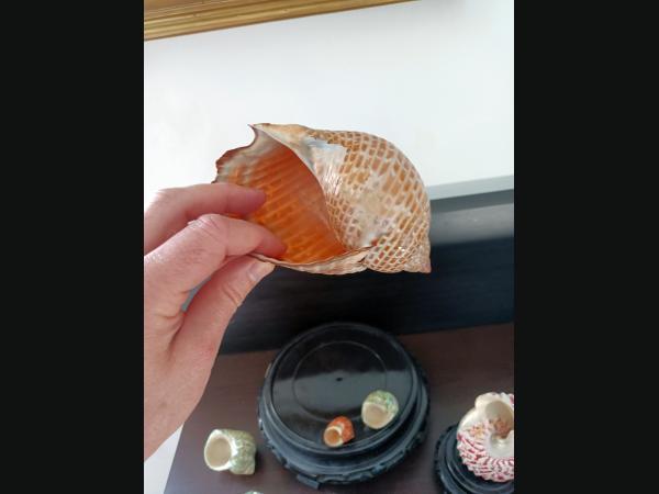 Lot de 8 coquillages pour aquarium ou collection.De 15,5 à 3 cm.