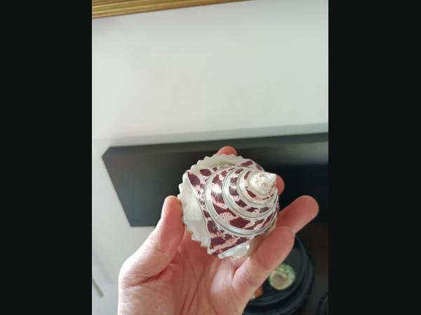 Lot de 8 coquillages pour aquarium ou collection.De 15,5 à 3 cm.