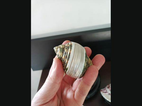 Lot de 8 coquillages pour aquarium ou collection.De 15,5 à 3 cm.