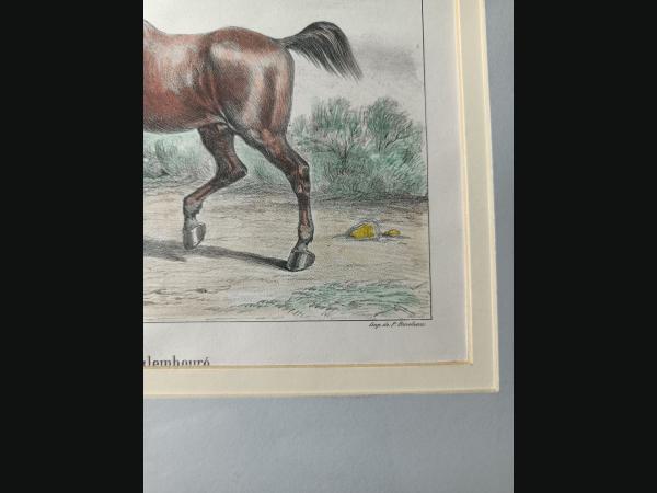 Lithographie couleur , 19e , impréssion de P.Bineteau.