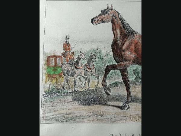Lithographie couleur , 19e , impréssion de P.Bineteau.