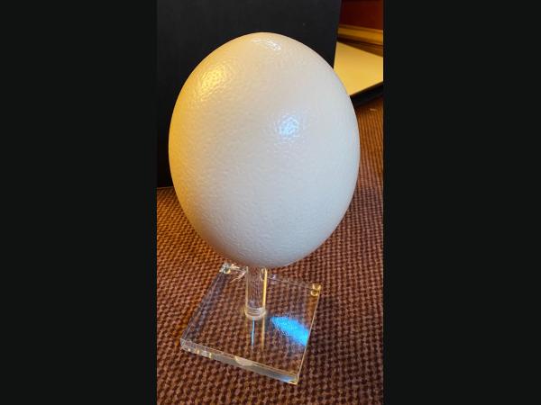 Oeuf d'autruche