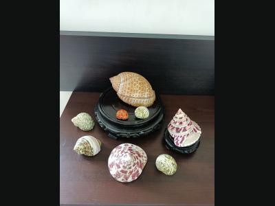 Lot de 8 coquillages pour aquarium ou collection.De 15,5 à 3 cm.