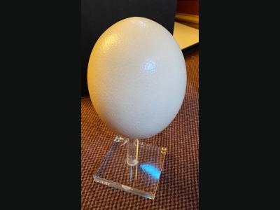 Oeuf d'autruche